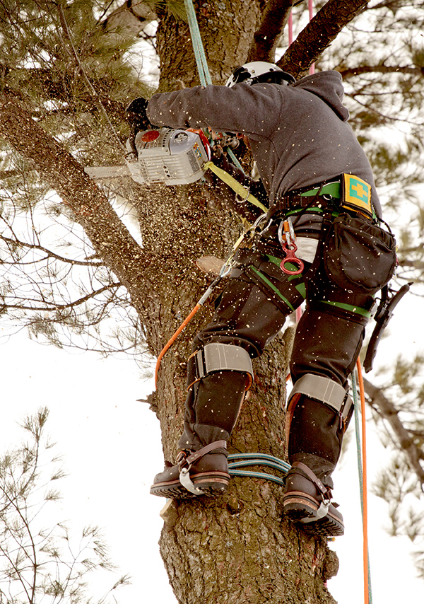 Atlanta Arborist Cutting Tree